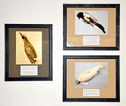 Bird Skins